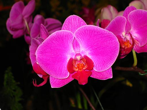 orchid.JPG